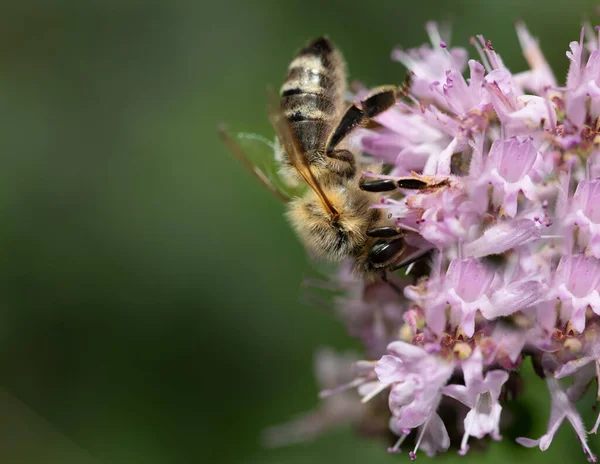 Méhecske Közeledik Virágport Nektárt Keres Rózsaszín Virágokon — Stock Fotó