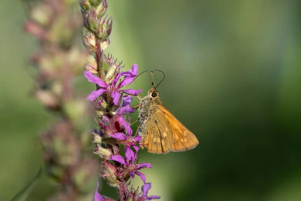 a small brown rust-colored skipper butterfly (Ochlodes sylvanus), perched on a flower with purple petals. The proboscis swings to the flowers to take nectar. The background is green.