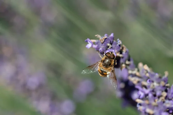 Striped Dung Bee Eristalis Tenax Perches Lavender Flower Background Blurred — Stock Photo, Image