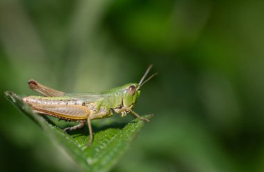 Bir çekirgenin yakın çekimi, yeşil bir yaprağın üzerinde oturan bir cırcır böceği doğada yeşil bir arka plana karşı.