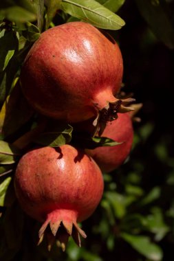 Üç kırmızı nar, bir nar ağacında olgunlaşır. Arka planda güneşten bazı yapraklar ve gölgeler var. Elmalar güneşte parlıyor.