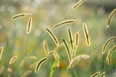 Çimenler yazın bir çayırda ışığa karşı büyür. Güneş, çim tohumlarının ucundaki uzun ve narin kılların arasından parlıyor. Uzun saplar bükülür.