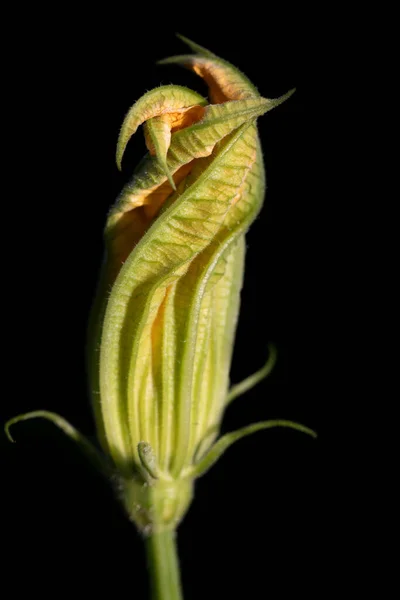 Κοντινό Πλάνο Του Κλειστού Λουλουδιού Ενός Κολοκυθιού Φόντο Είναι Σκοτεινό — Φωτογραφία Αρχείου