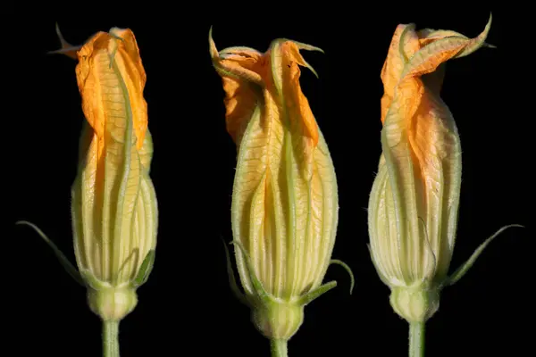 Közel Három Cukkini Virág Látható Egymás Mellett Háttér Sötét Virágok — Stock Fotó