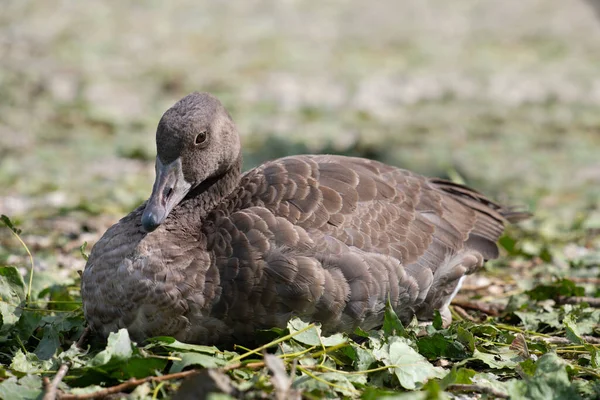 A gray wild goose sits on broken green leaves lying on the ground. The goose enjoys the gentle rays of the sun.