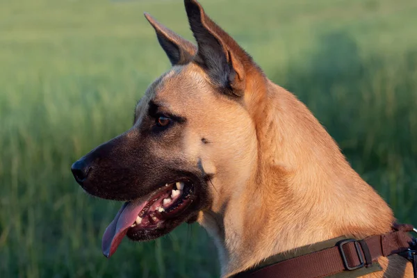 Kahverengi Bir Alman Çoban Köpeğinin Portresi Uzağa Dikkatlice Bakıyor Arka — Stok fotoğraf