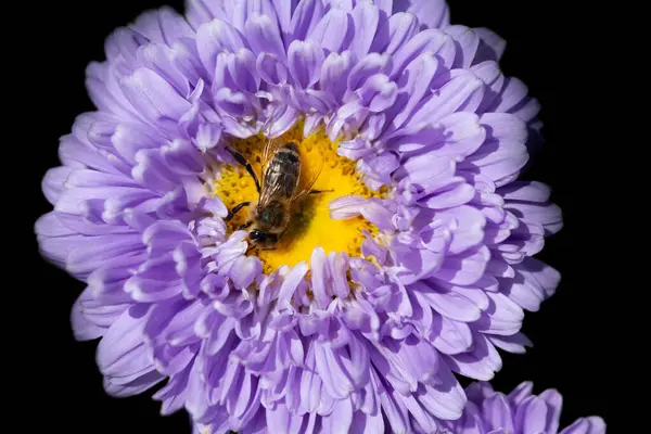 Close-up of a purple chrysanthemum from above, in the middle of which a small honey bee is looking for pollen at night. The background is black.