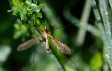 Kahverengi bir turna sineği (Tipulidae) yeşil çimenlerde saklanır. Küçük su damlalarıyla kaplı. Kanatları, vücudu ve uzun bacakları görebilirsiniz..