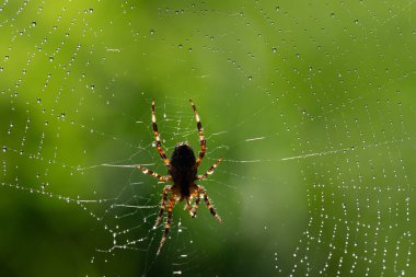 Avrupa 'da örümcek ağının ortasında oturan küçük bir bahçe örümceğinin yakın çekimi. Örümcek ağı çiy damlalarıyla kaplıdır. Arka plan yeşil..