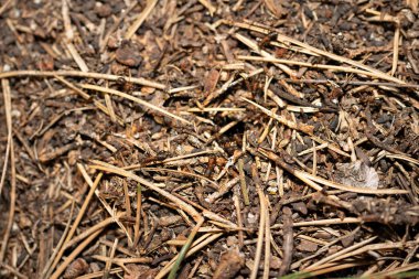 Kırmızı ahşap karınca yuvasının en üst görüntüsü. Bir sürü iğne ve kuru dallar görebiliyorsun. Karıncalar yığının etrafından ya da mağaranın girişindeki delikten tırmanırlar..