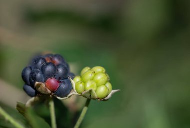 Çalılıklarda yetişen iki yabani böğürtlenin yakın çekimi. Bir böğürtlen mavi ve olgun, diğeri hala yeşil. Arkaplan metin için boşluk ile yeşildir.
