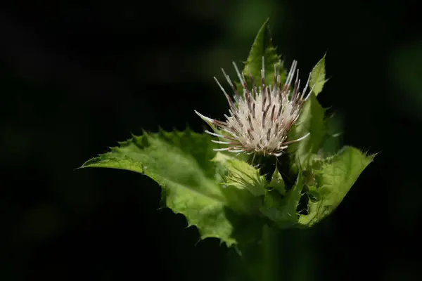 Detailní Záběr Zelného Bodláku Cirsium Oleraceum Kvetoucího Tmavém Pozadí Listy — Stock fotografie