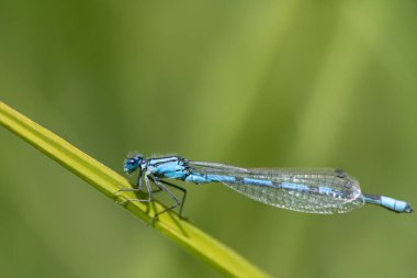 Yeşil çimlerin üzerinde oturan mavi tüylü bir yusufçuğun yakın çekimi. Arka plan yeşil. Işık yukarıdan gelen yusufçuk üzerinde parlar