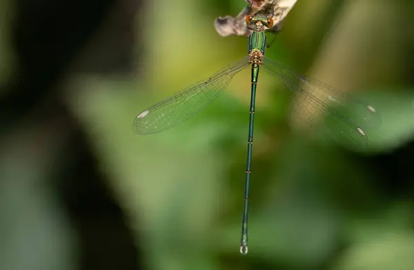 Close Delicate Green Glowing Dragonfly Female Willow Damsel Chalcolestes Viridis — Stock Photo, Image