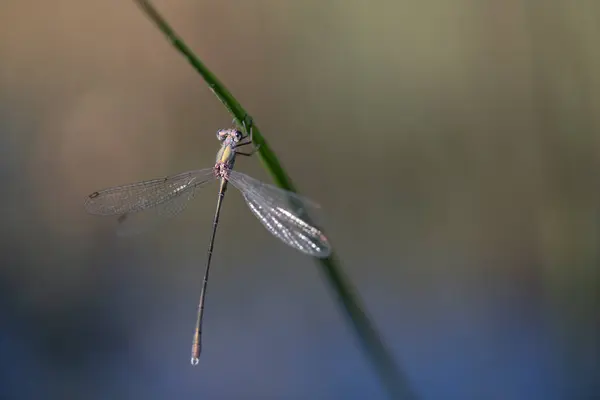 Close Delicate Dragonfly Common Rush Damsel Lestes Barbarus Hanging Blade — Stock Photo, Image