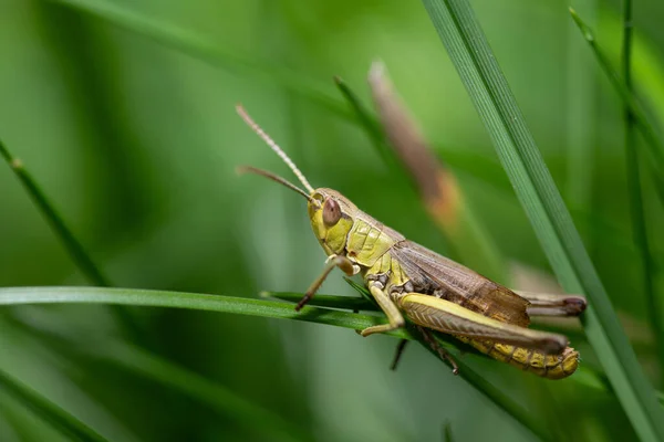 緑色のクリケットは草の刃に座っています 昆虫は緑の草の中の捕食者から隠れている 背景はグリーン ロイヤリティフリーのストック写真