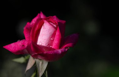 Pembe bir gül tomurcuğunun daha yeni açılışı. Yapraklar damla ile süslenmiş. Arka plan aydınlık yansımalarla karanlıktır..