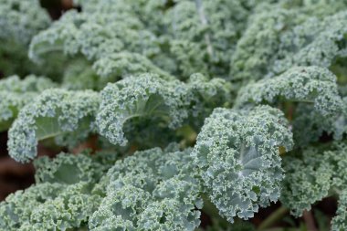 Yeşil lahana tarlasına yakın çekim ve arka plan. Kıvırcık yapraklar zaten büyük. Sebzeler toplanmayı bekliyor..