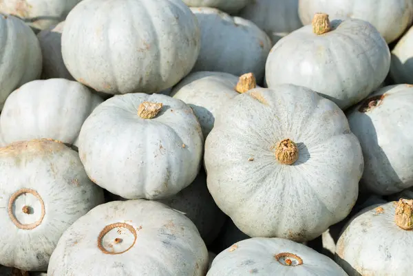 Mavi ve yeşil kabuklu büyük, parlak balkabakları güneş altında yan yana uzanır..