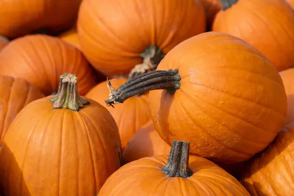 stock image Orange Halloween pumpkins lie side by side and on top of each other for sale at a stand.