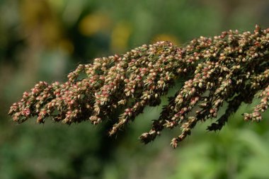 Olgun darı hâlâ bitkinin üzerinde asılı duruyor. Tohumlar kırmızı. Arkaplanda yeşil bitki parçaları.