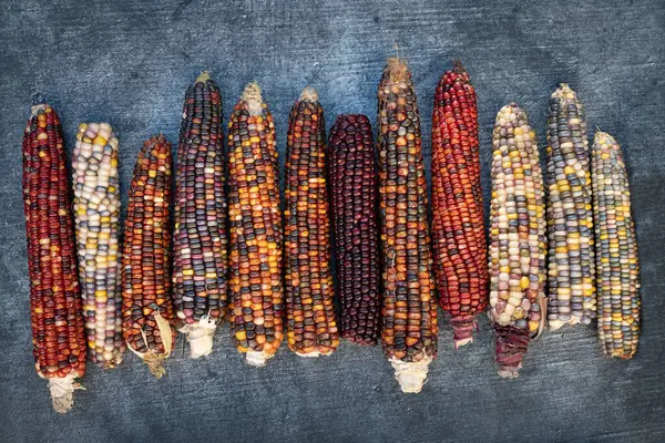 Несколько Спелых Красочных Кукурузных Початков Лежат Рядом Друг Другом Сером Стоковое Изображение