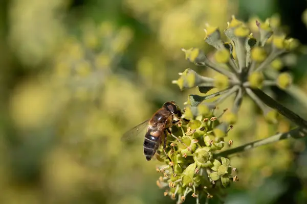 A hoverfly sits on an ivy flower. The insect is looking for pollen. The background is green and yellow.