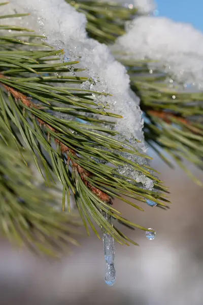 Close-up of a branch of a coniferous tree covered in snow and ice. Water drips down and forms an icicle