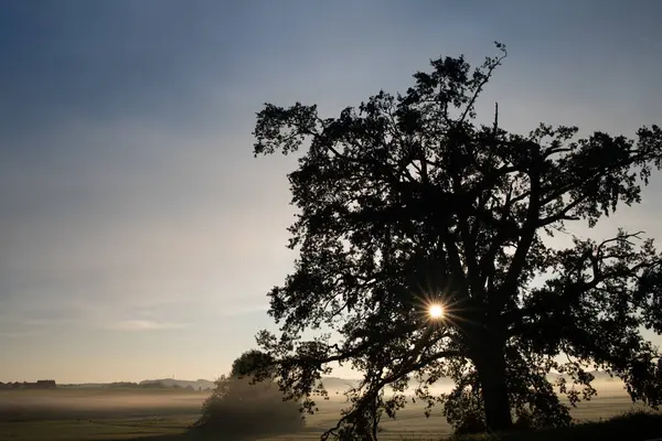 The sun rises behind a tree in Germany. The light shines through the branches and forms a sun star. The haze rises in the background.