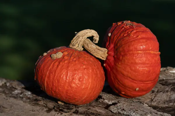 Close-up of two pumpkins lying next to each other on an old log. The pumpkins are connected to each other at the stem. The background is green in nature.