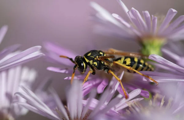 An injured wasp climbs between the flowers of an aster. The flowers are pink. The wasp is missing a wing. The wasp is looking for food.