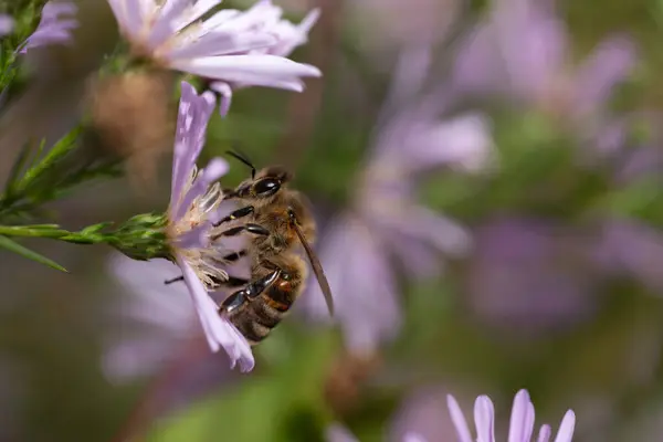 A small honey bee climbs between the flowers of an aster. The flowers are pink. The bee looks for food on pollen. Other flowers in the background.