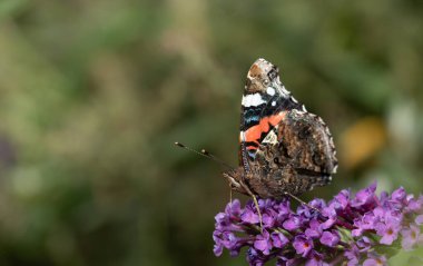 Renkli bir kelebeğin yakın çekimi, bir amiralin, leylak çiçeklerinin üzerinde oturması. Arka plan yeşil, güneş parlıyor..