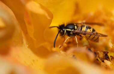 Küçük bir eşek arısı bir gül çiçeğinin ortasında oturur. Eşek arısı yiyecek ve polen arıyor..