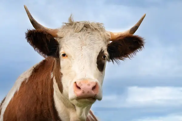 The head of a red and brown spotted cow looks into the camera. The face is bright. One eye has a brown spot. The cow has horns. The sky in the background.