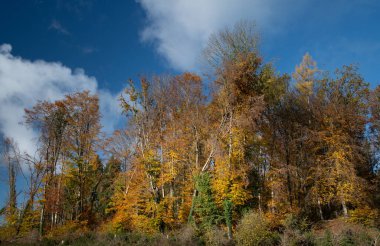 Renkli ağaçlar sonbaharda mavi gökyüzüne karşı büyürler. Ağaçların yaprakları farklı renklerde ve güneşte parlıyor.