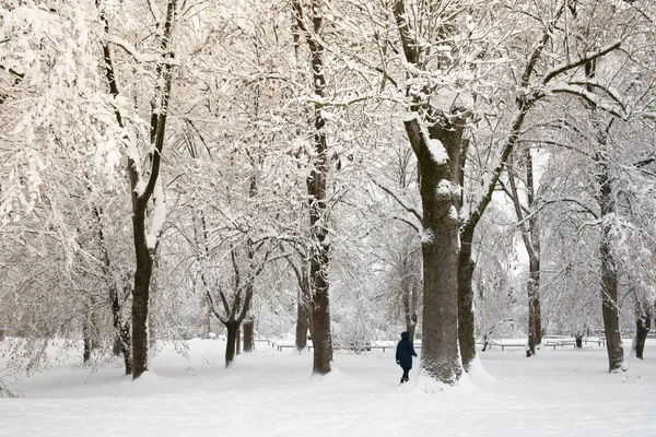 A person walks through snow-covered trees in a park in winter. The trees are tall and large. There is snow on the ground.
