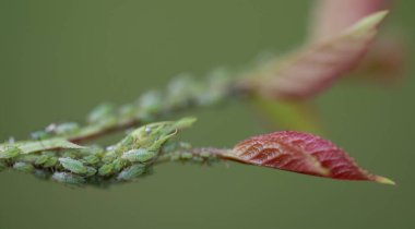 Yeşil yaprak bitleri bir gülün gövdesine tırmanır. Bitkinin yapraklarını yeşil arka planda görebilirsiniz..