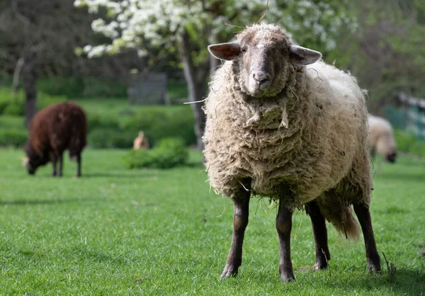 Close-up of a sheep with white wool standing in a meadow in spring. The sheep looks ahead curiously.