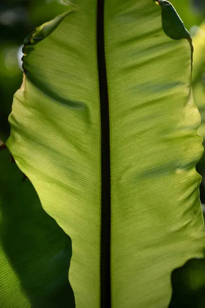 Close-up of tall and long leaves of a perennial. The sun shines through the leaves. The structure of the leaves is clearly visible.