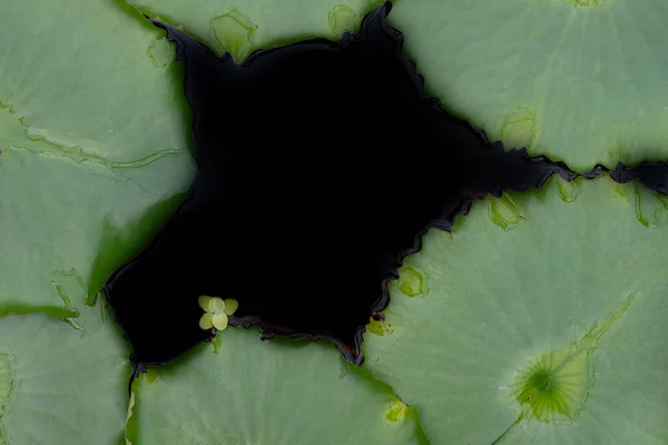 Green water lily leaves form a frame. In the centre is black water with space for text.