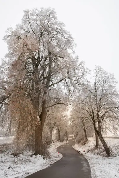 Tall bare trees form an avenue along a footpath in winter. The sun shines from behind. There is little snow on the ground