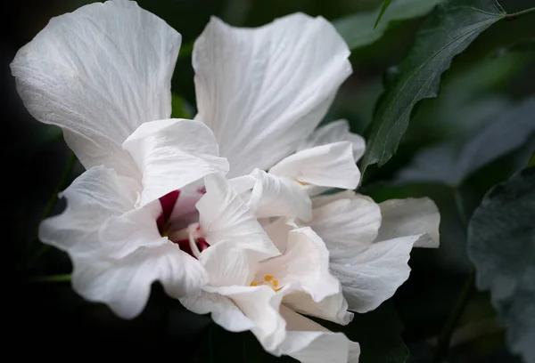 Close-up of an open white hibiscus flower against a dark background. The light is soft. The light-coloured flower contrasts with the dark background.