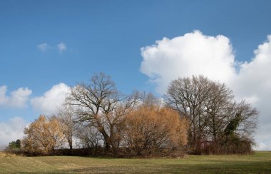 Fındık ağacının çiçekleri şubatta açar. Yaprak döken ağaçlar hala çıplak. Gökyüzü beyaz bulutlarla mavidir. Güneş parlıyor..