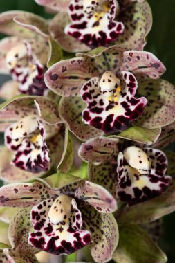 Yeşil-kırmızı bir orkidenin (Cymbidium Vogels) çiçeklerinin yan yana büyümesi.