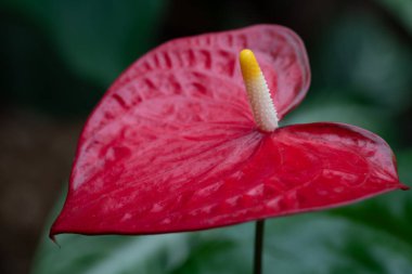 Büyük bir flamingo çiçeğinin (Anthurium andraeanum) kırmızı yaprağına yakın çekim. Çiçeğin ortasında polen var..