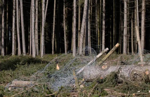 A felled tree trunk lies in front of tall trees in a commercial forest. Next to the tree is a metal braid.
