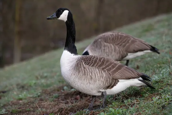 Two wild geese with long black necks, standing next to each other on a slope with a meadow. The goose in front is looking forward. Bare trees in the background.