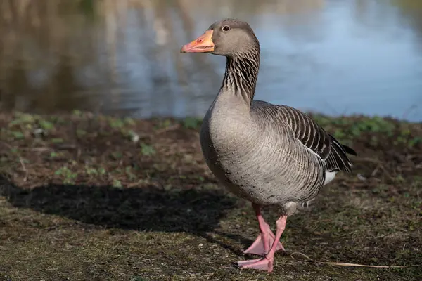 A greylag goose walks along the bank of a body of water towards the viewer. There is water in the background.