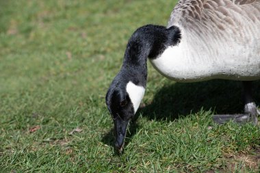 Çayırda ot yiyen yabani bir kazın yakın çekimi. Tüyler su damlalarıyla kaplıdır. Kazın uzun siyah bir boynu var. Arka plandaki yeşil çayır..
